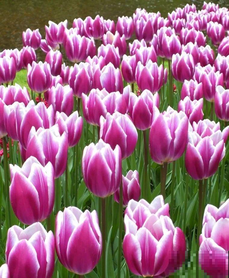 白胖的“大蒜”埋土里,1个月就开花,香味清新淡雅有格调! 白胖的“大蒜”埋土里,1个月就开花,香味清新淡雅有格调!