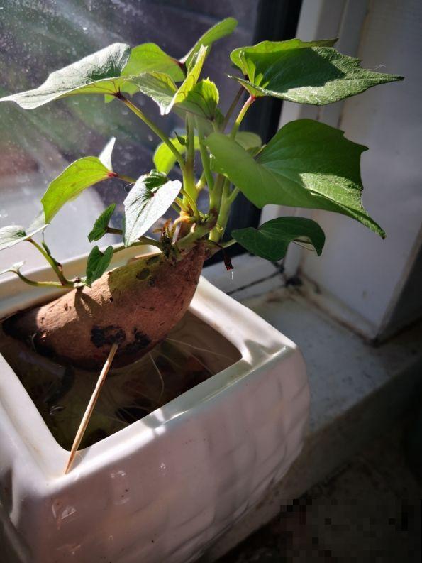 吃不完的菜,直接扔水里,10天长成小盆栽 吃不完的菜,直接扔水里,10天长成小盆栽