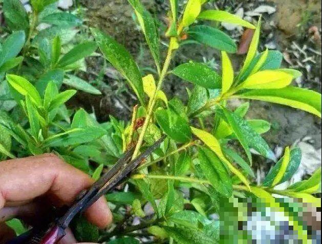 10种花，现在赶紧扦插，随便插土里就能活