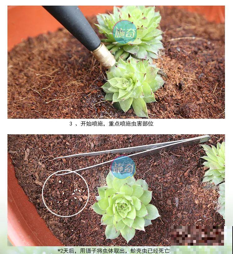 养花土里加点小药粉,虫子都死光,花猛长不停 养花土里加点小药粉,虫子都死光,花猛长不停