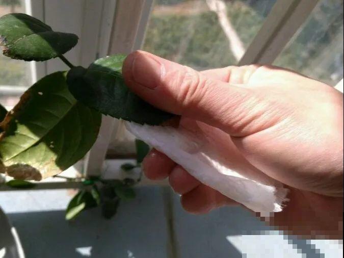 自制杀菌水、杀虫水，3天给花喷一次，虫病全扫光！