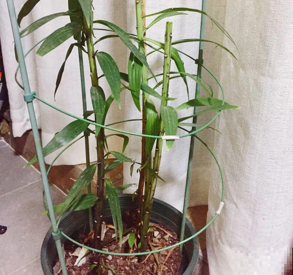 20种花,夏天这么浇水,长得快、开花多! 20种花,夏天这么浇水,长得快、开花多!