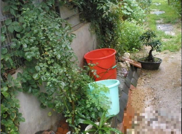 浇花用水不能乱用,水不处理浇花等于白浇! 浇花用水不能乱用,水不处理浇花等于白浇!