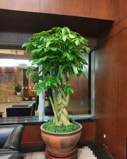 18种难养的花，把握一个点，就能起死回生！