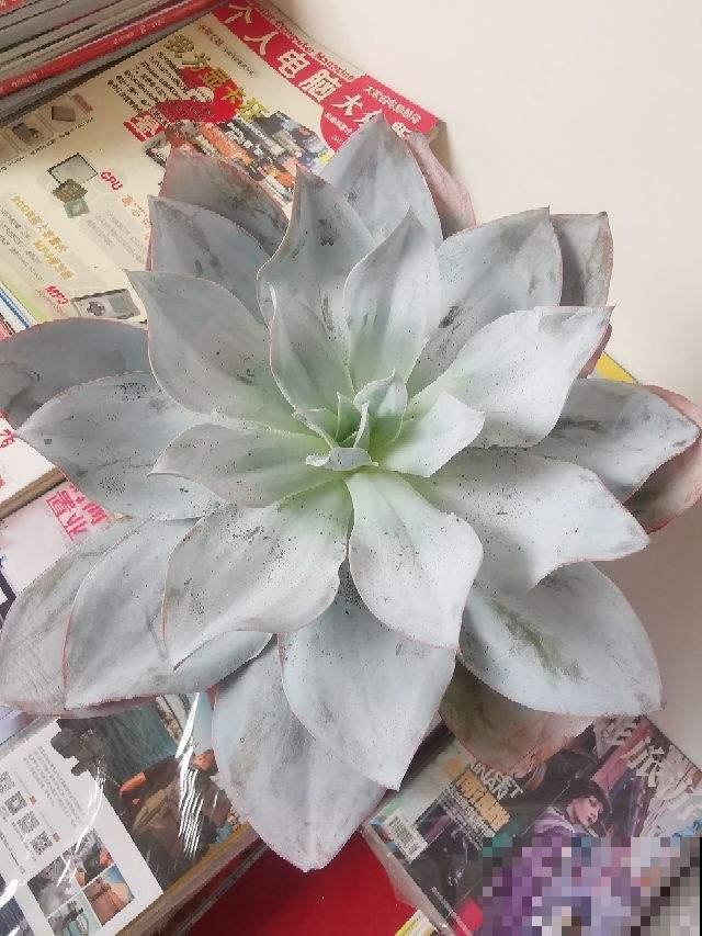 养多肉闹出的笑话，你中了哪几条？