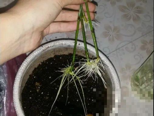 7月出梅，7月入伏，这些花赶紧收拾了！