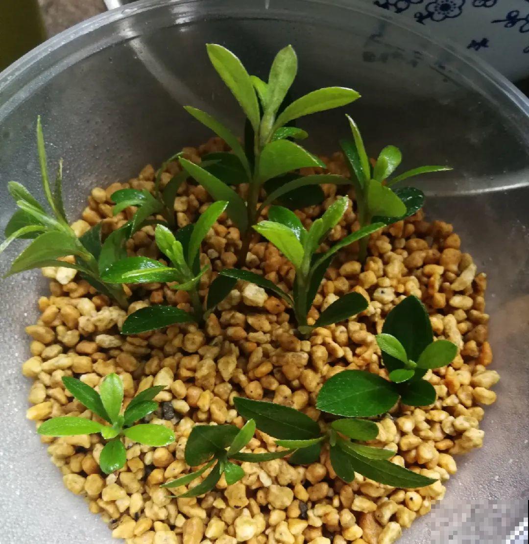 10种花,现在赶紧扦插,随便插土里就能活 10种花,现在赶紧扦插,随便插土里就能活