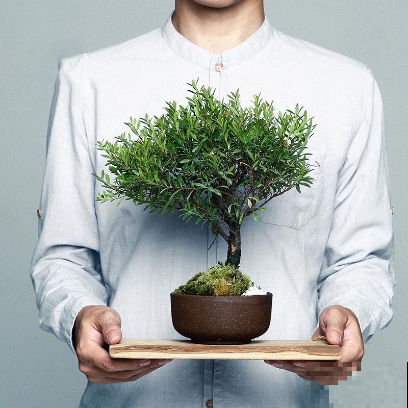7种花，就得小盆养，盆越小水越少，长得更快