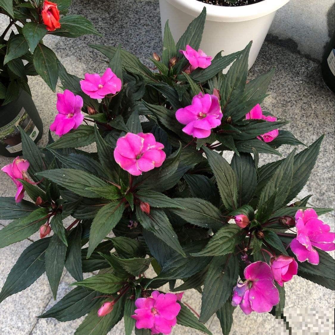 凤仙花可以涂指甲，可你知道怎么做吗？明矾万万不可少！
