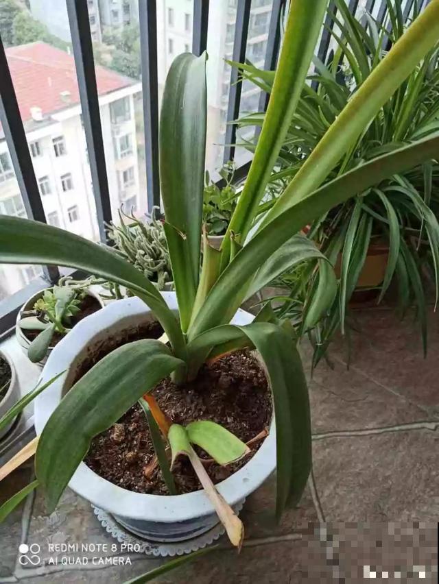 10种花，落片叶子就生根，盆里长满小崽！