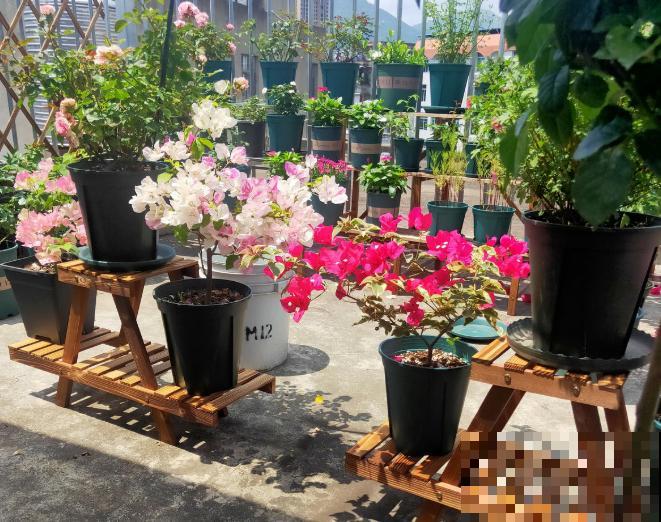 6夏天这3种花最爱黄叶子,找根筷子通一通,黄叶全消失! 6夏天这3种花最爱黄叶子,找根筷子通一通,黄叶全消失!