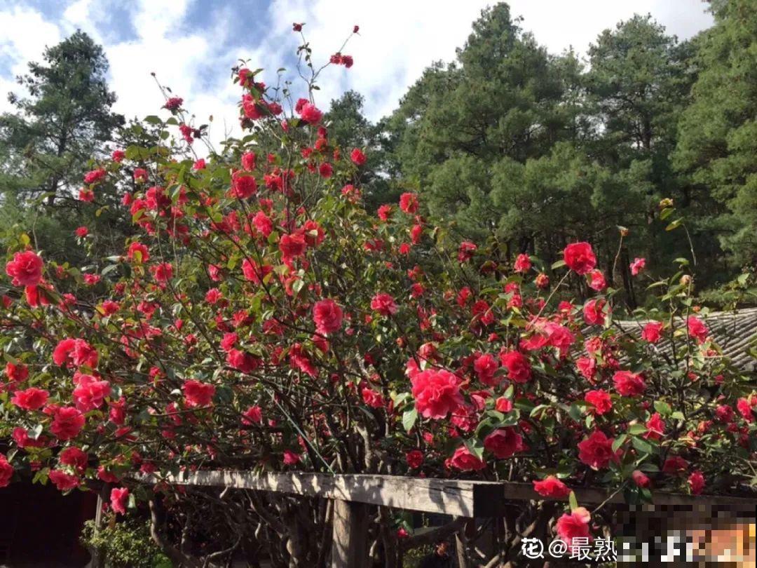 门口养棵大花树,风吹就开花,20年变成传家宝! 门口养棵大花树,风吹就开花,20年变成传家宝!