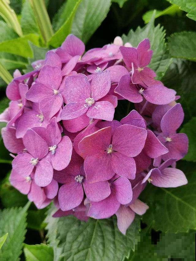 6种残花枝条，抓紧时间剪下来，趁热扦插好成活