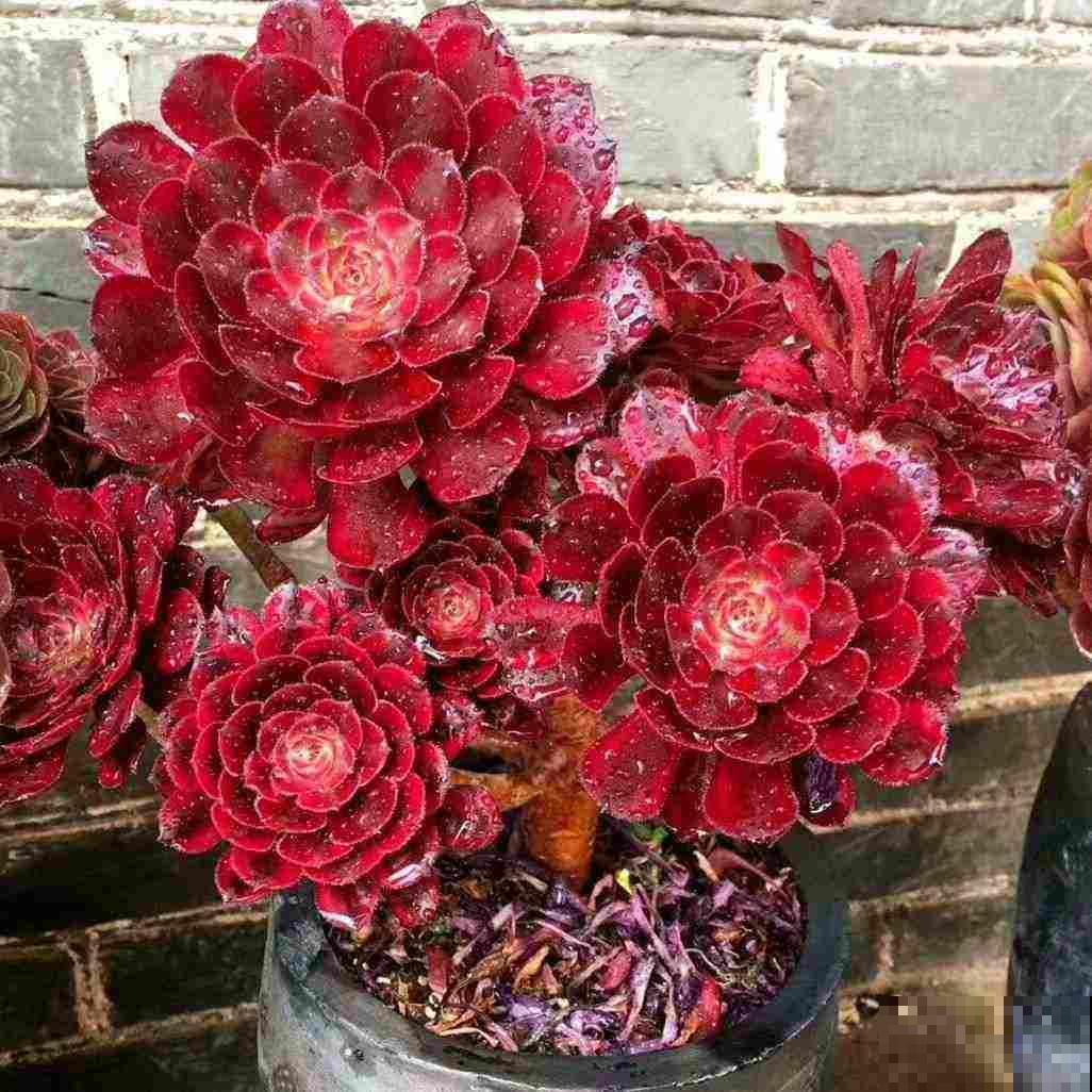 邻居养的多肉长成小树,价格翻倍,谁见了都喜欢 邻居养的多肉长成小树,价格翻倍,谁见了都喜欢