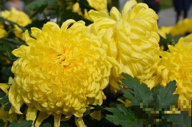 30首与花有关的老歌，满满的回忆，每一首都很经典！