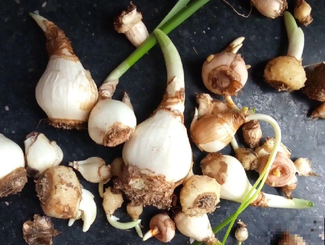 院子里超适合养番红花，开花鲜艳多彩，下雪也不耽误开花