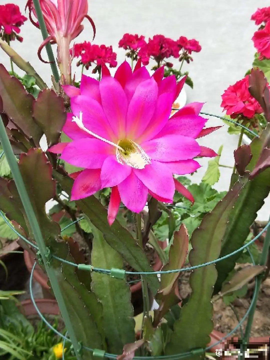 1种花，名叫假昙花，开花上百朵，美翻了