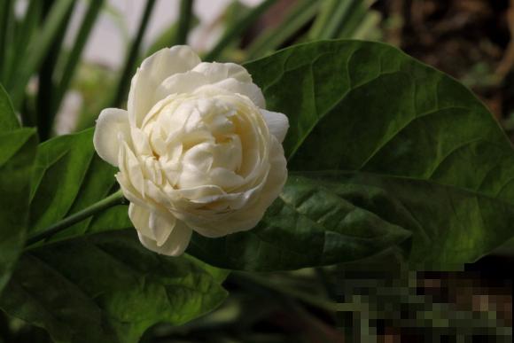 清香好闻的茉莉花,原来有这么多品种,长见识了! 清香好闻的茉莉花,原来有这么多品种,长见识了!