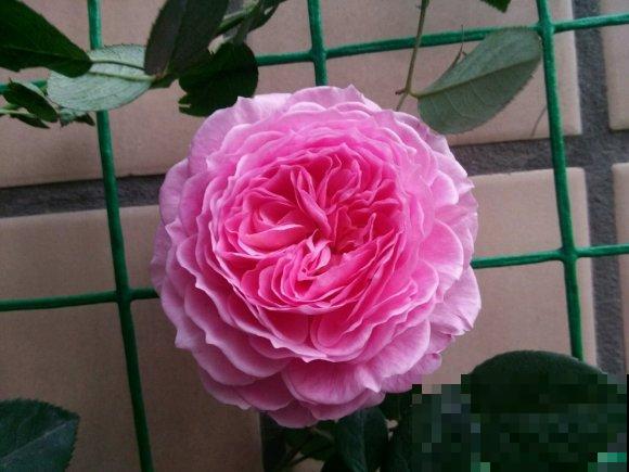 一种花,一首诗,6种花你最钟爱哪一种? 一种花,一首诗,6种花你最钟爱哪一种?