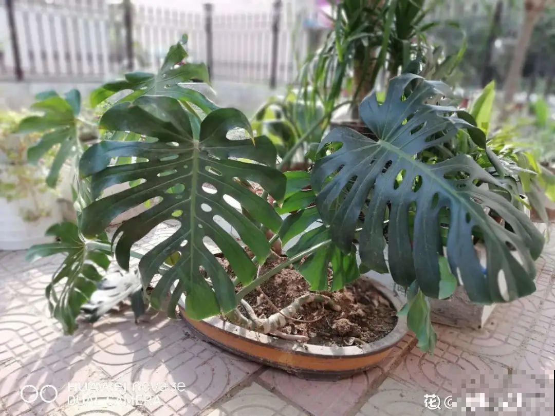 12种花,天越热越长得快,记得多浇水! 12种花,天越热越长得快,记得多浇水!