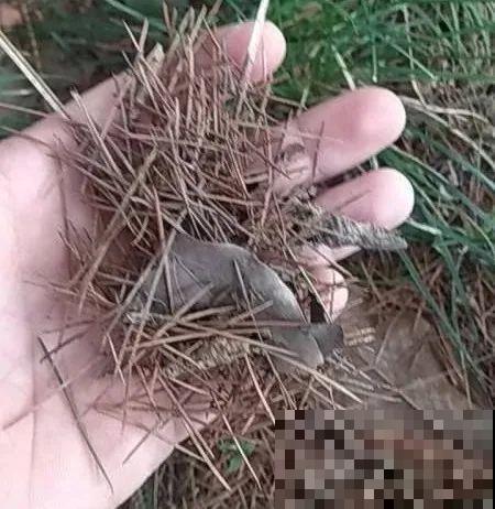 绣球马上剪，下个月就晚了，错过明年不开花