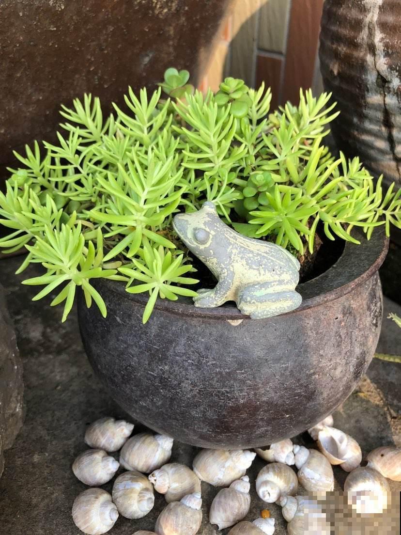 闲置的水缸占地方，不如拿来养花，生机自然气息满满！