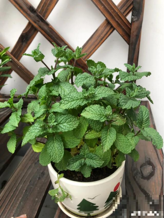 家里养这6种花，清新杀菌去异味，空气干净身体好