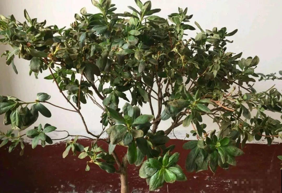 夏天花卉叶子哗哗掉,赶紧遮阴,不然掉成光杆司令 夏天花卉叶子哗哗掉,赶紧遮阴,不然掉成光杆司令