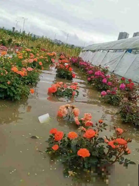 早上起来院子被淹，100盆花，还有救吗？