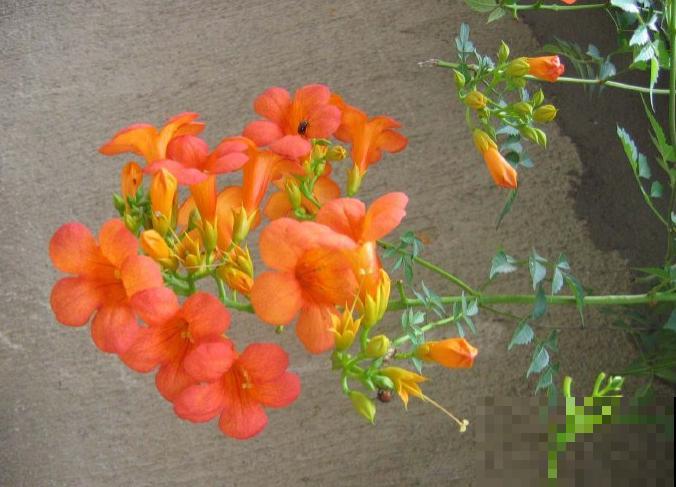 最美的路边花，沾土爬满墙，越热开得越多！