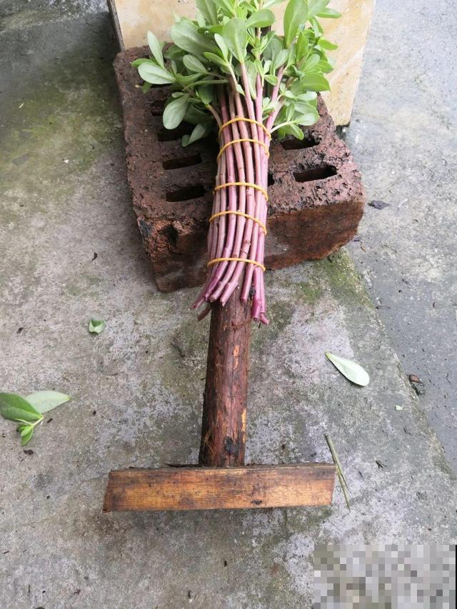 塑料瓶、油桶,养花做造型,真是绝了! 塑料瓶、油桶,养花做造型,真是绝了!