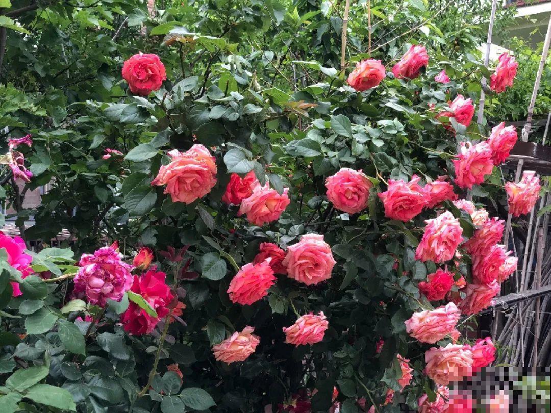 我想回农村,院子里养花、种菜,过清闲日子 我想回农村,院子里养花、种菜,过清闲日子