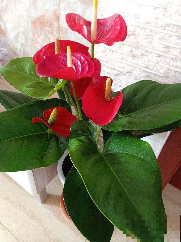人间富贵花，家里养一盆，吉祥如意又招财