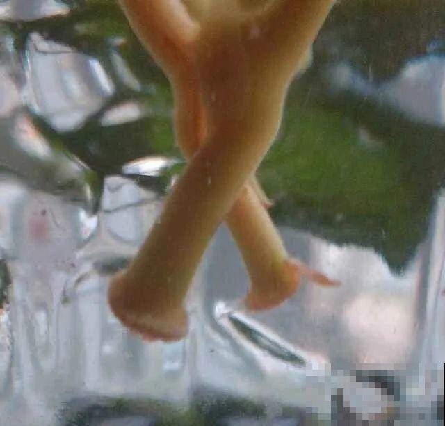 18种难养的花，把握一个点，就能起死回生！