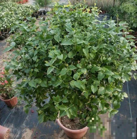 茉莉花后赶紧剪,剪完就开花,一直剪一直开! 茉莉花后赶紧剪,剪完就开花,一直剪一直开!