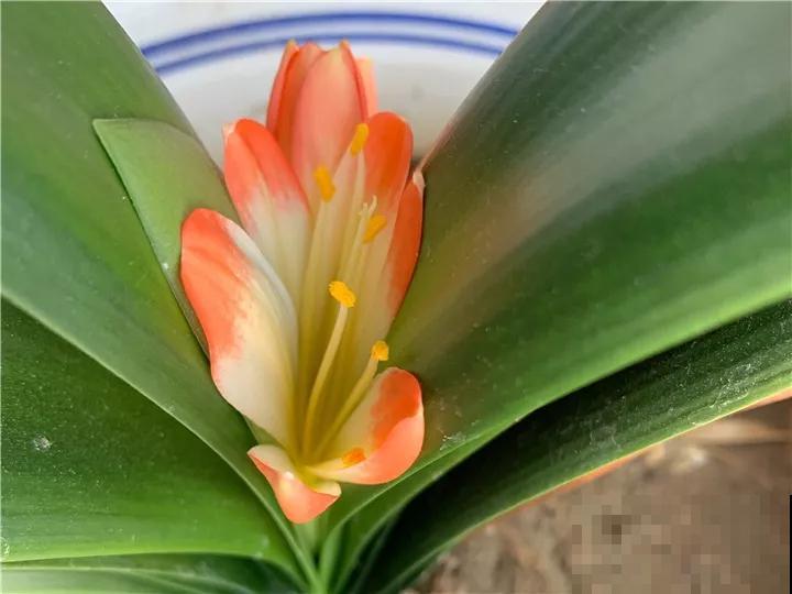 2种花，播种更省心，往土里一撒，嗖嗖长出小嫩芽