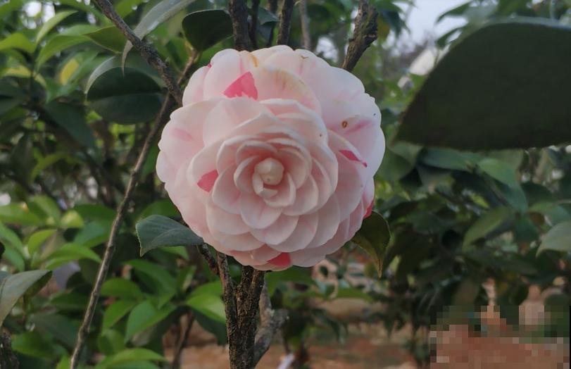 花市卖的花,都是老外培育的品种,国产花有哪些? 花市卖的花,都是老外培育的品种,国产花有哪些?