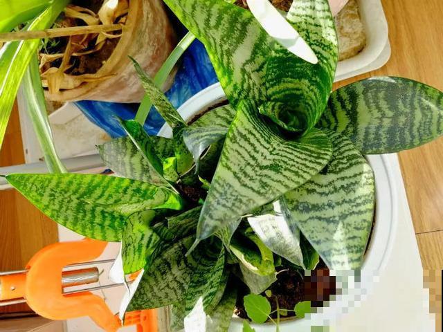 虎皮兰耐阴又好养,注意好这些小细节,想养死都难! 虎皮兰耐阴又好养,注意好这些小细节,想养死都难!