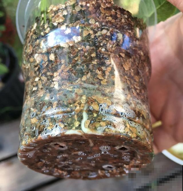 天热扦插3种花,成活率很高,2周就冒大白根! 天热扦插3种花,成活率很高,2周就冒大白根!