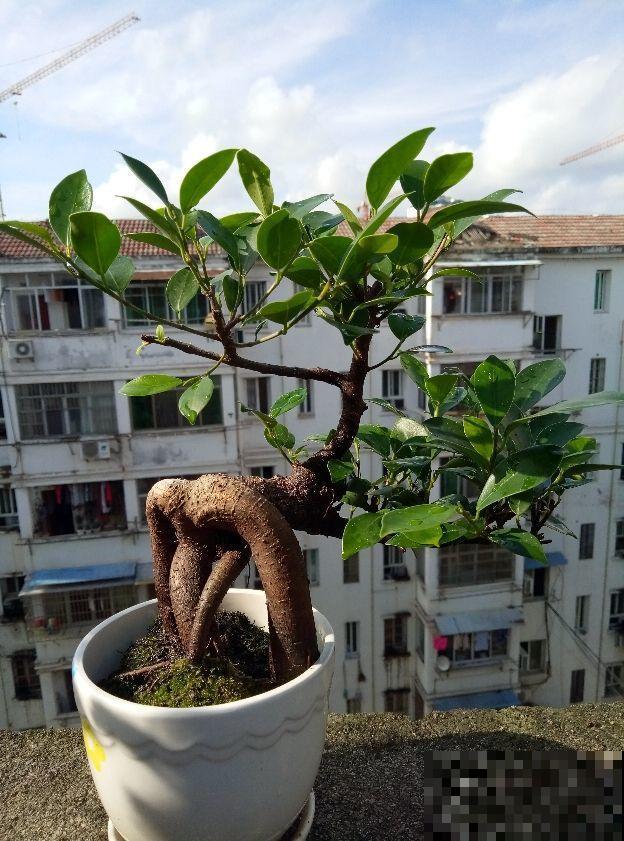 想养出高级盆景,技巧别忘了安排上,夏天尤其要多注意! 想养出高级盆景,技巧别忘了安排上,夏天尤其要多注意!