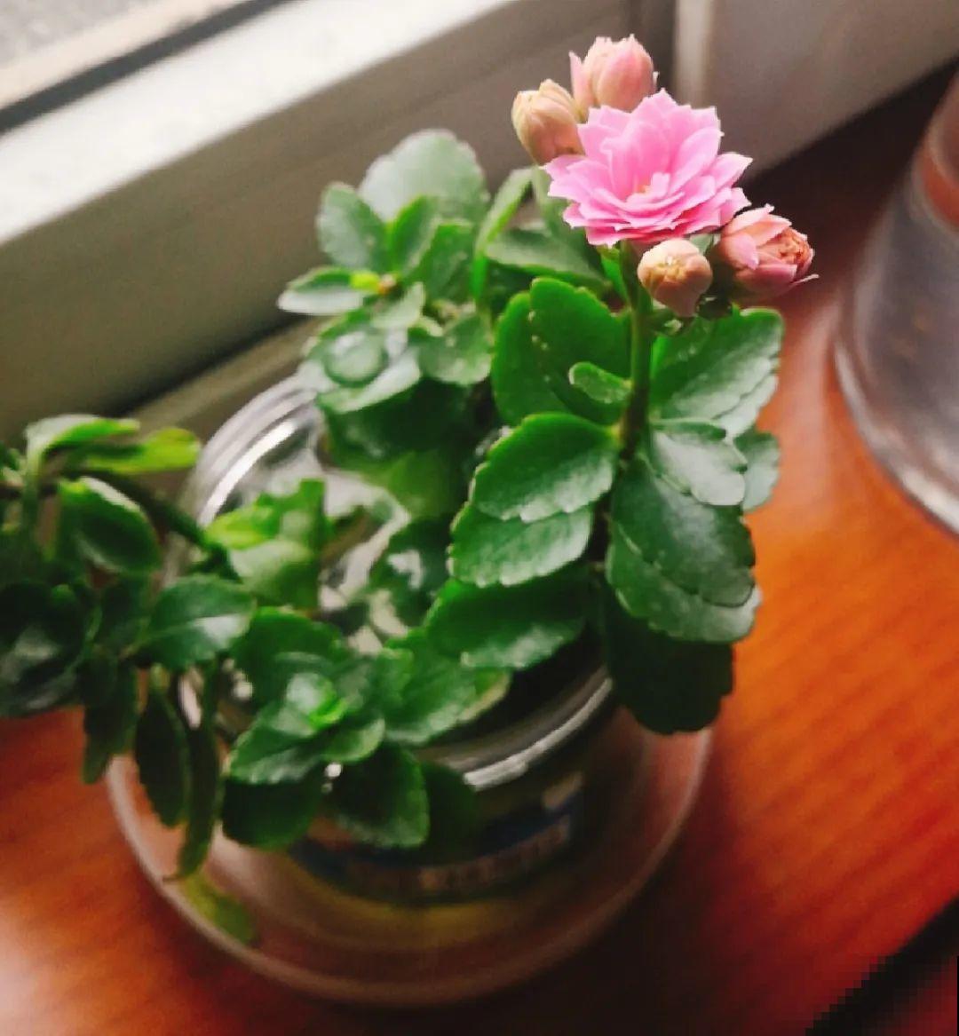 10种花最怕热,夏天养水里,才能活下来! 10种花最怕热,夏天养水里,才能活下来!