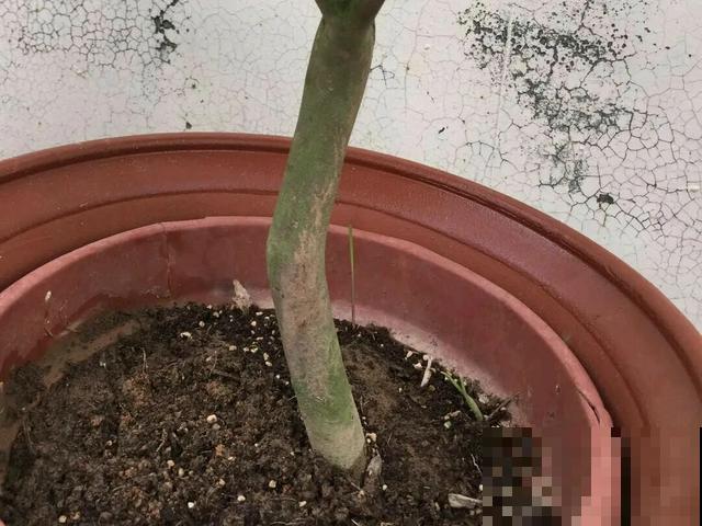 8种花,天热不能换盆,换了3天必死! 8种花,天热不能换盆,换了3天必死!