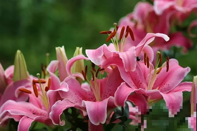 30首与花有关的老歌，满满的回忆，每一首都很经典！