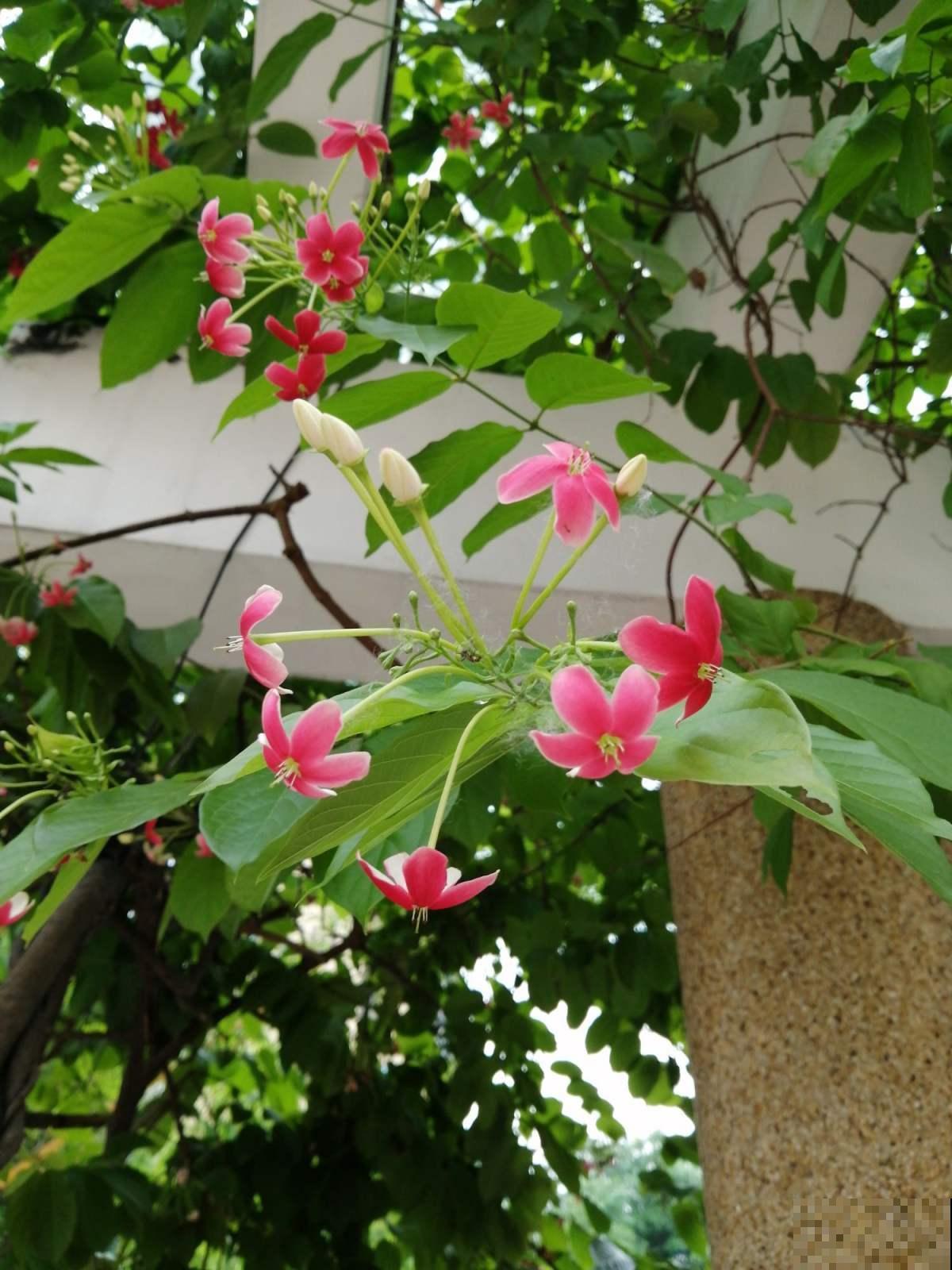 养过爱爬蔓的使君子吗？蹭蹭绕满墙，开花清新可爱！