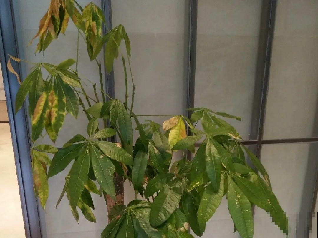 10种水有“毒”,夏天浇花,浇一盆死一盆! 10种水有“毒”,夏天浇花,浇一盆死一盆!