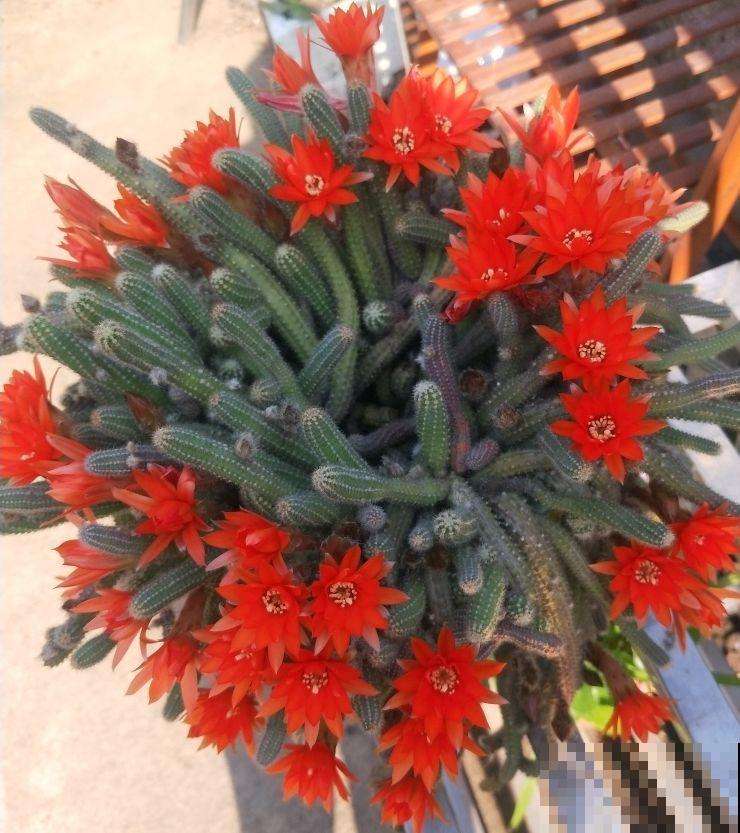 家里养盆“尾巴花”，开花毛茸茸，养一盆太吸睛