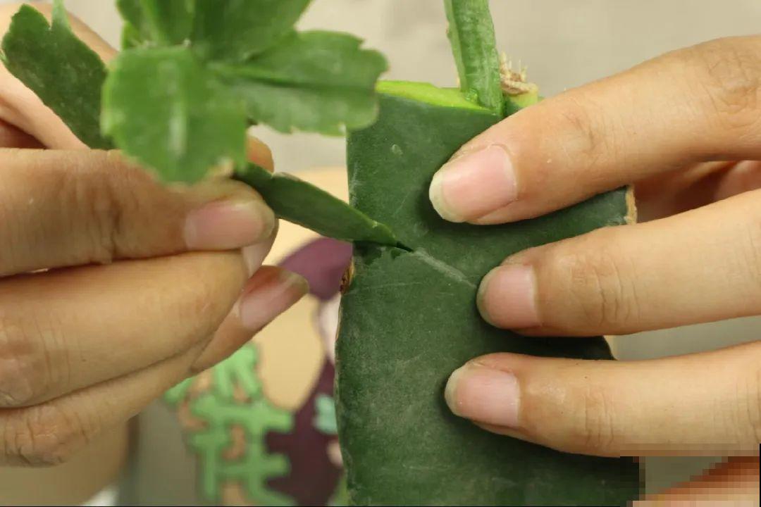 火龙果的叶子长得眼熟，仔细一看竟是蟹爪兰，还能接出甜果子！