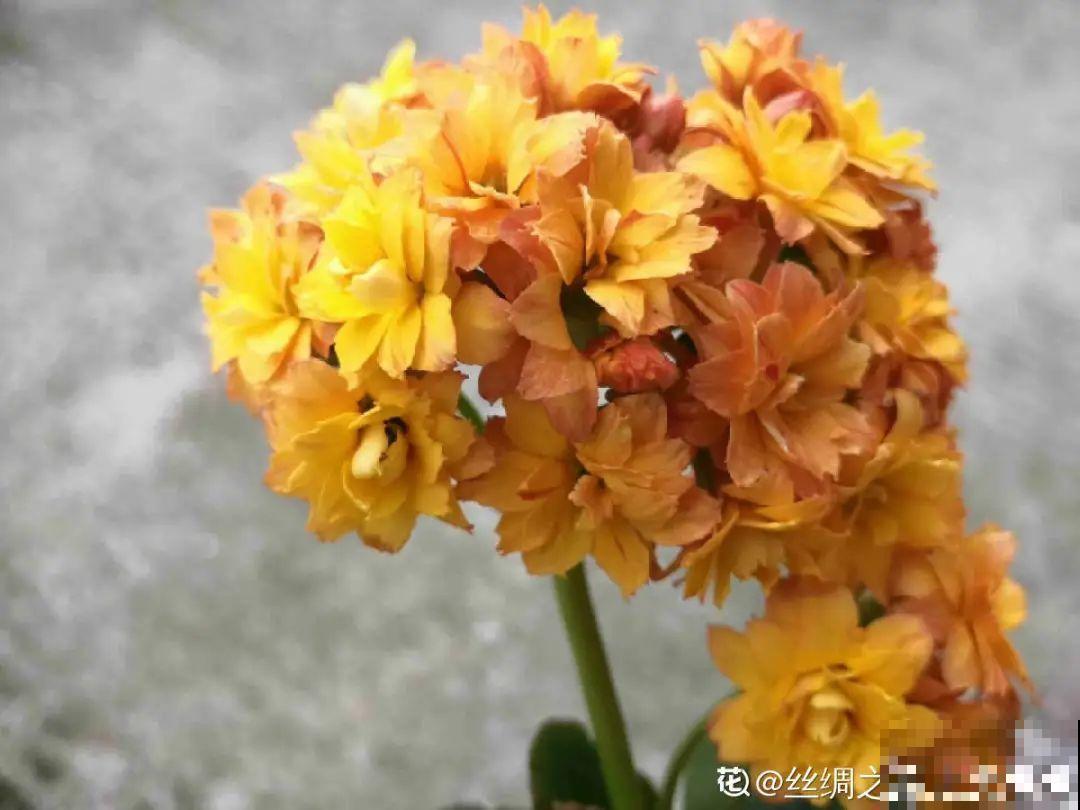 花一变这样，就是休眠了，赶紧换个地方养！