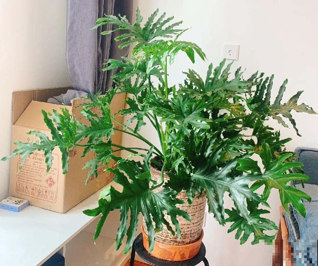 6种花不休眠，天热多浇水，才能长得快！
