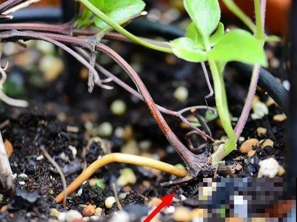 这花不用扦插，枝条往下一拉，1盆变20盆！